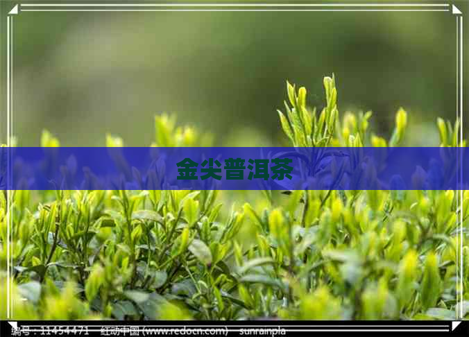 金尖普洱茶