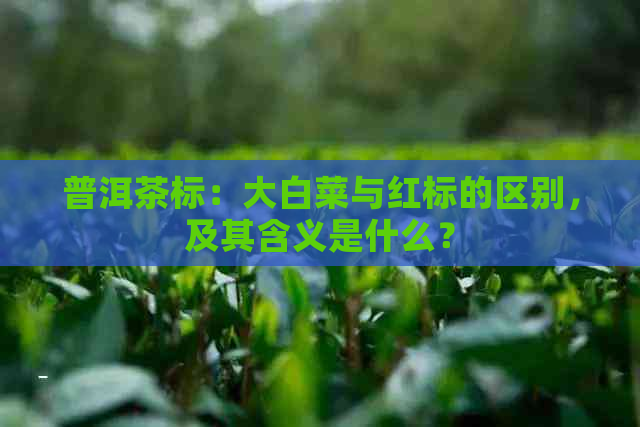 普洱茶标：大白菜与红标的区别，及其含义是什么？