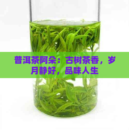 普洱茶阿朵：古树茶香，岁月静好，品味人生