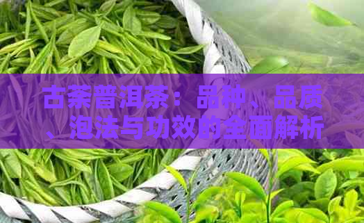 古荼普洱茶：品种、品质、泡法与功效的全面解析