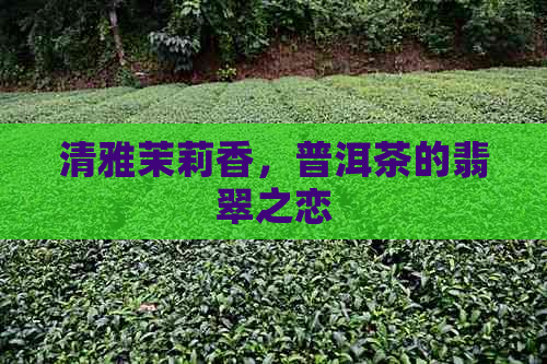 清雅茉莉香，普洱茶的翡翠之恋