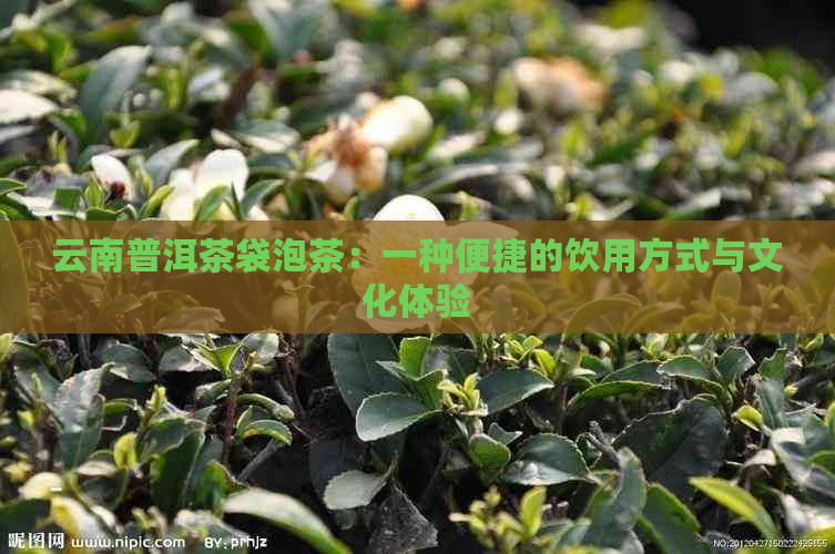 云南普洱茶袋泡茶：一种便捷的饮用方式与文化体验