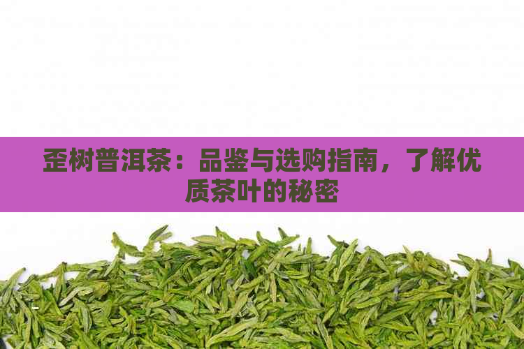 歪树普洱茶：品鉴与选购指南，了解优质茶叶的秘密