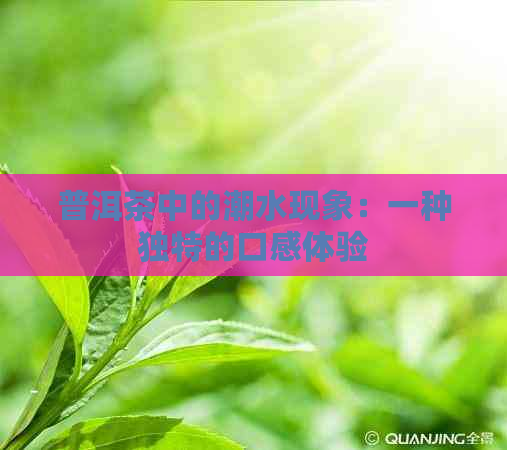 普洱茶中的潮水现象：一种独特的口感体验