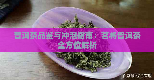 普洱茶品鉴与冲泡指南：茗将普洱茶全方位解析