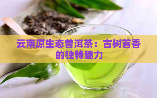 云南原生态普洱茶：古树茗香的独特魅力