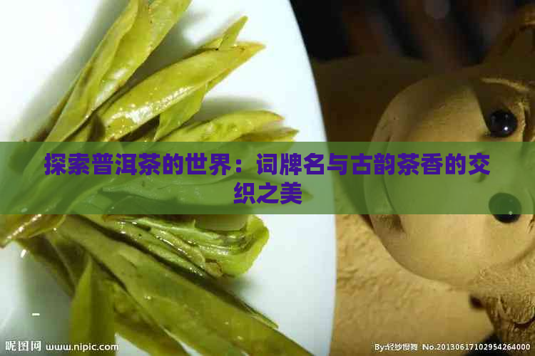 探索普洱茶的世界：词牌名与古韵茶香的交织之美