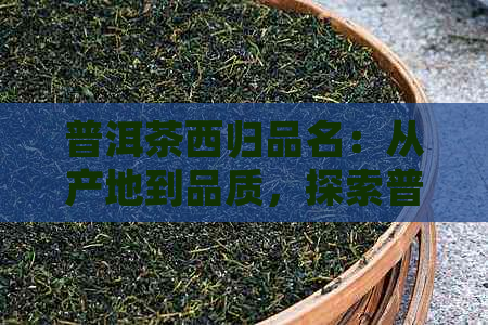 普洱茶西归品名：从产地到品质，探索普洱茶的全方位魅力