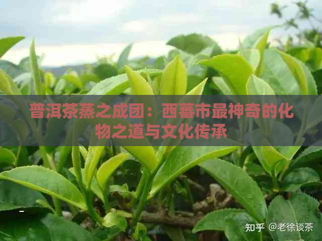 普洱茶蒸之成团：西蕃市最神奇的化物之道与文化传承