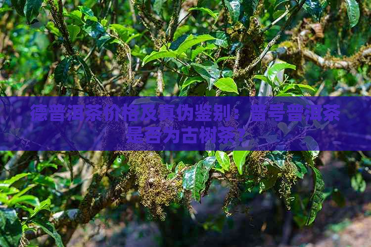 德普洱茶价格及真伪鉴别：普号普洱茶是否为古树茶？