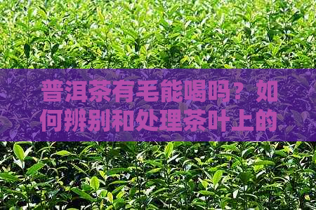 普洱茶有毛能喝吗？如何辨别和处理茶叶上的细毛？