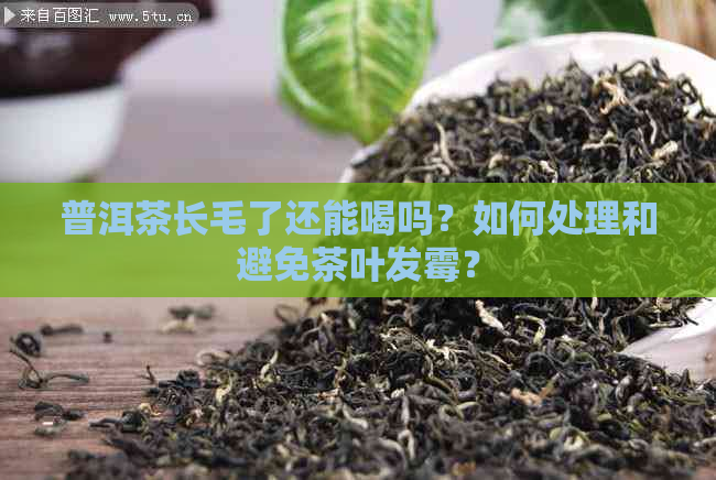 普洱茶长毛了还能喝吗？如何处理和避免茶叶发霉？