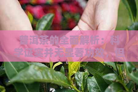 普洱茶的全面解析：科学证实并无显著功效，但其独特之处在于？