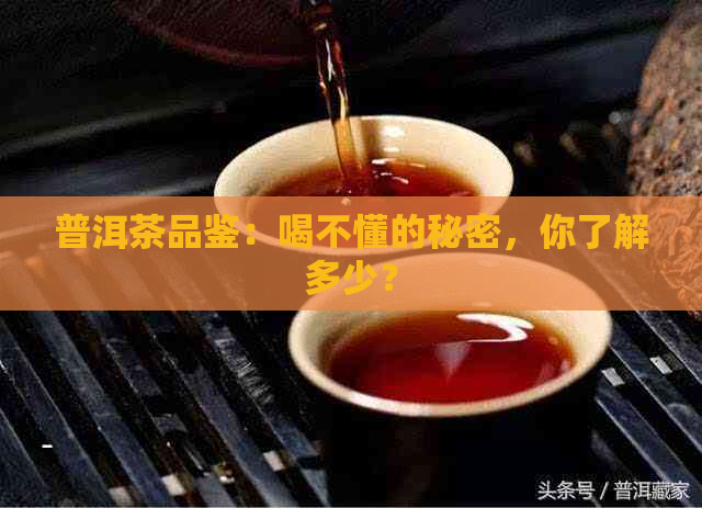 普洱茶品鉴：喝不懂的秘密，你了解多少？