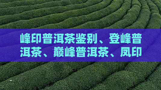 峰印普洱茶鉴别、登峰普洱茶、巅峰普洱茶、凤印普洱茶价位。