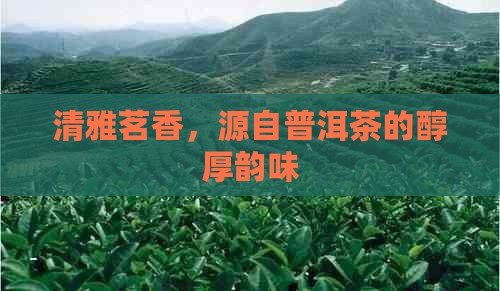 清雅茗香，源自普洱茶的醇厚韵味