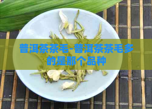 普洱茶茶毛-普洱茶茶毛多的是那个品种