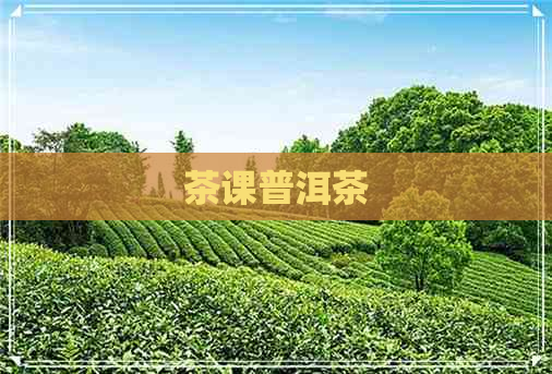 茶课普洱茶