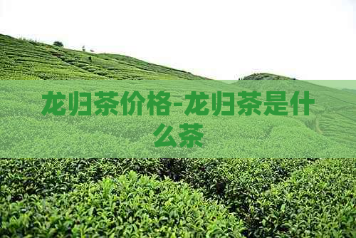 龙归茶价格-龙归茶是什么茶