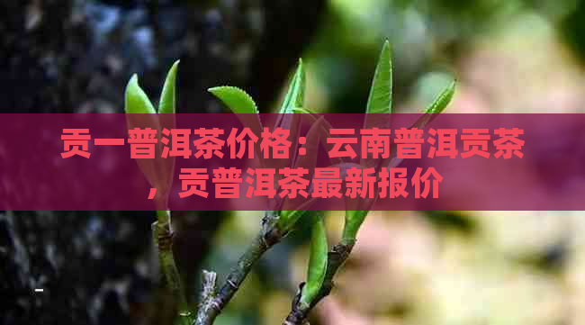 贡一普洱茶价格：云南普洱贡茶，贡普洱茶最新报价