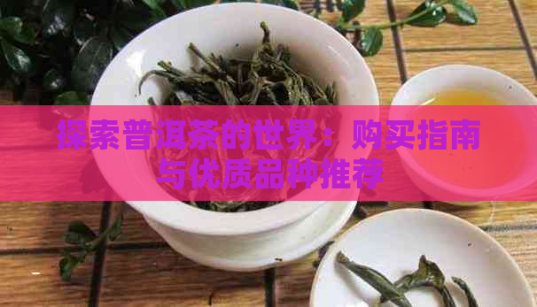 探索普洱茶的世界：购买指南与优质品种推荐