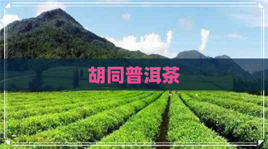 胡同普洱茶