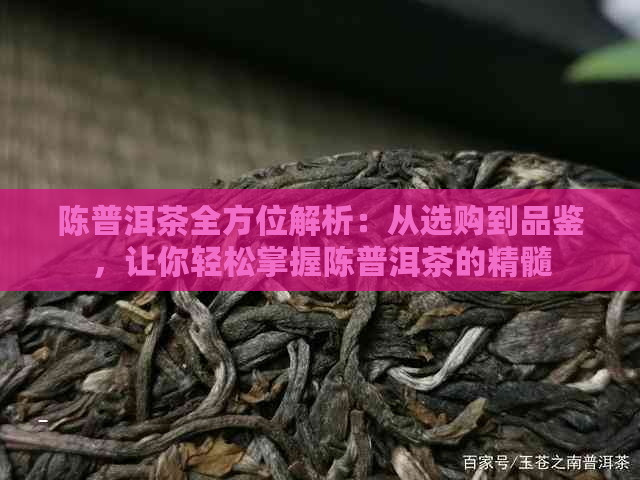 陈普洱茶全方位解析：从选购到品鉴，让你轻松掌握陈普洱茶的精髓