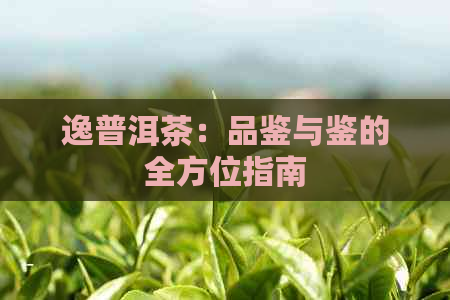 逸普洱茶：品鉴与鉴的全方位指南