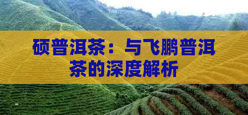 硕普洱茶：与飞鹏普洱茶的深度解析