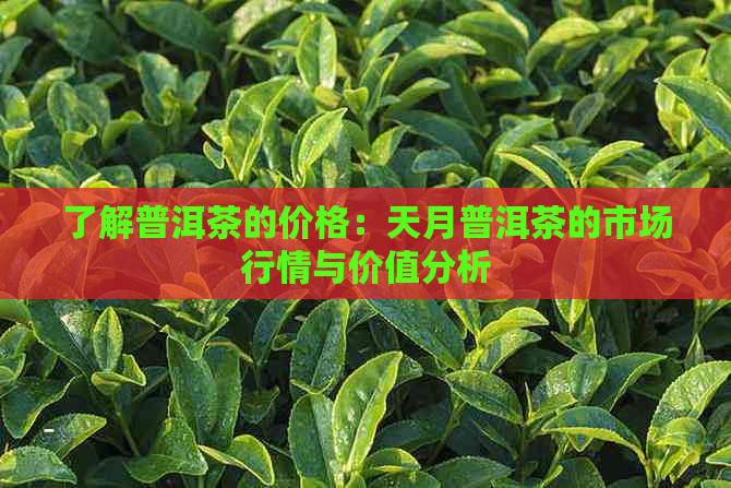 了解普洱茶的价格：天月普洱茶的市场行情与价值分析