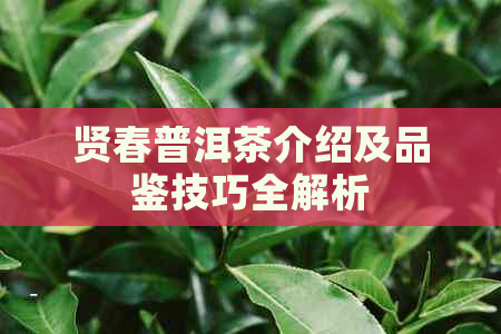 贤春普洱茶介绍及品鉴技巧全解析