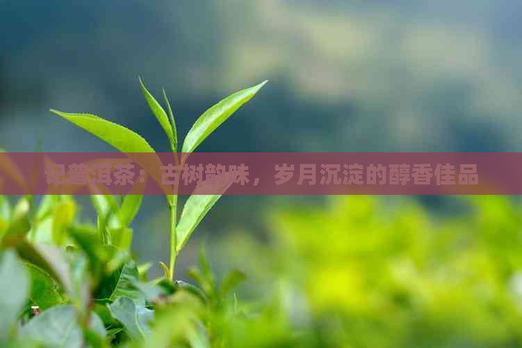 记普洱茶：古树韵味，岁月沉淀的醇香佳品