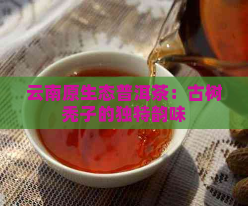 云南原生态普洱茶：古树秃子的独特韵味