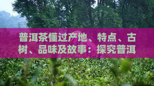 普洱茶懂过产地、特点、古树、品味及故事：探究普洱茶的独特魅力与历传承