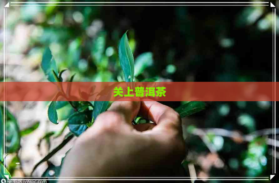 关上普洱茶