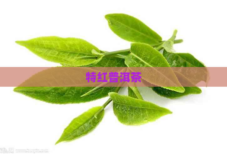 特红普洱茶