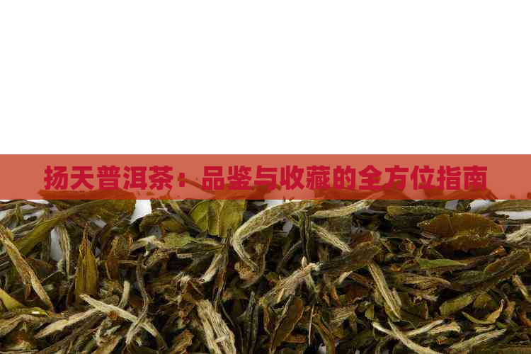 扬天普洱茶：品鉴与收藏的全方位指南