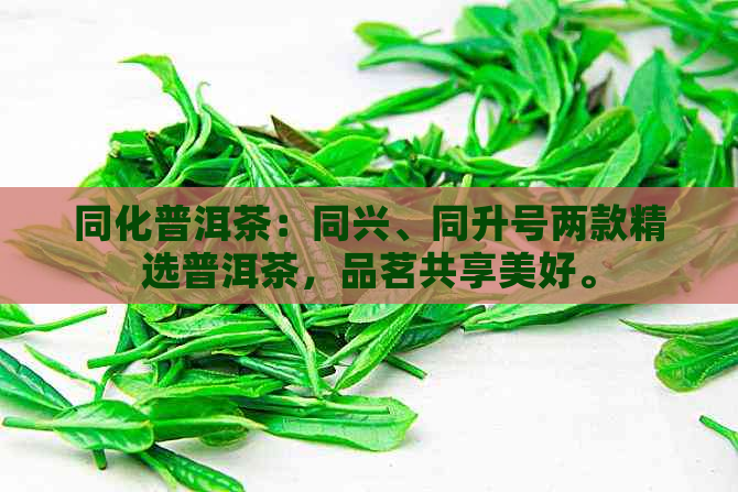 同化普洱茶：同兴、同升号两款精选普洱茶，品茗共享美好。