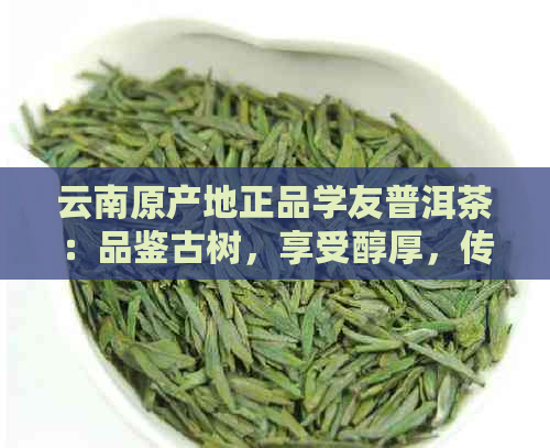 云南原产地正品学友普洱茶：品鉴古树，享受醇厚，传承千年的独特风味