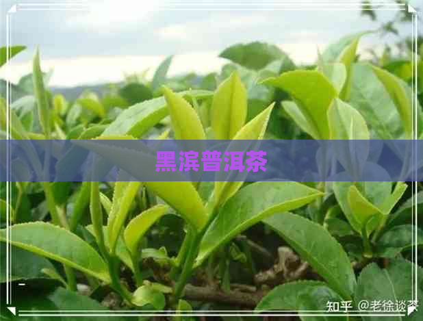 黑滨普洱茶