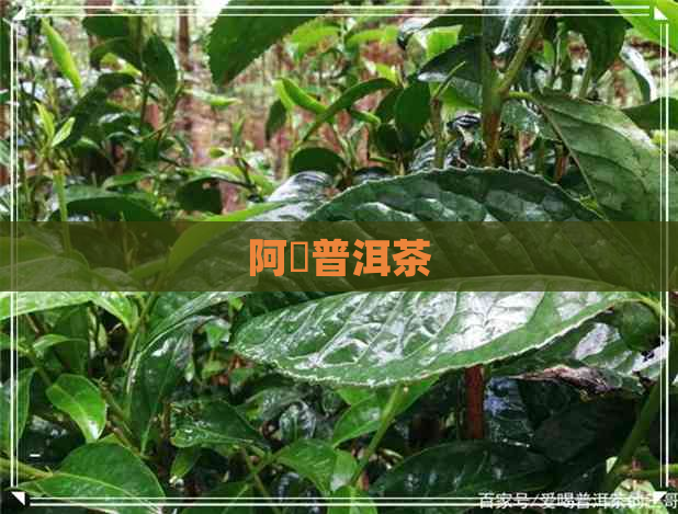 阿嫲普洱茶