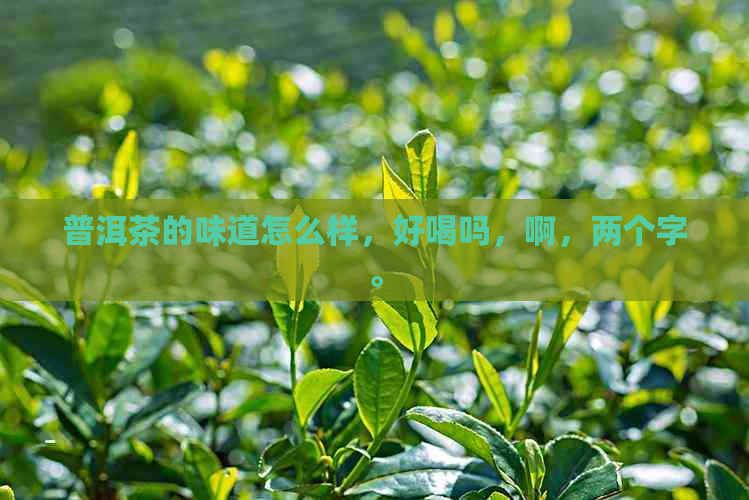 普洱茶的味道怎么样，好喝吗，啊，两个字。