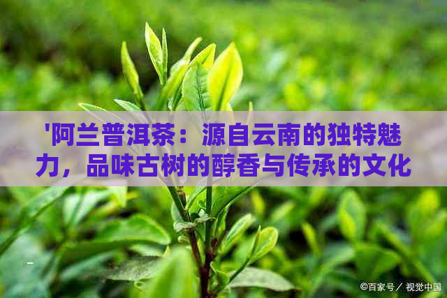 '阿兰普洱茶：源自云南的独特魅力，品味古树的醇香与传承的文化'