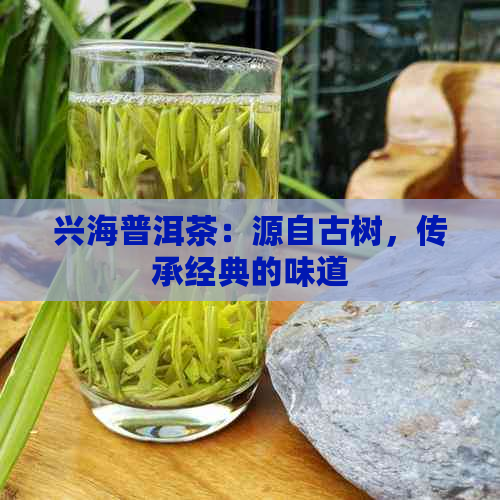 兴海普洱茶：源自古树，传承经典的味道