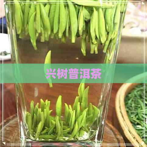 兴树普洱茶