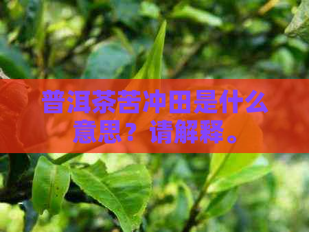 普洱茶苦冲田是什么意思？请解释。