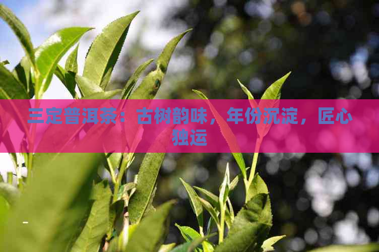 三定普洱茶：古树韵味，年份沉淀，匠心独运