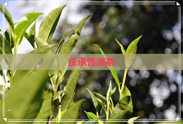 庆承普洱茶