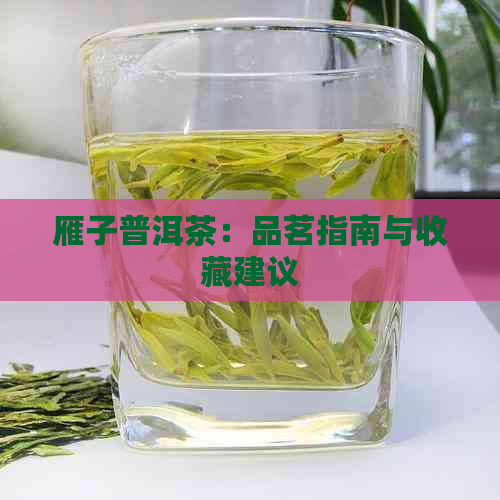 雁子普洱茶：品茗指南与收藏建议