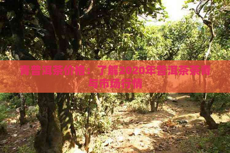 青普洱茶价格：了解2020年普洱茶茶青与市场行情